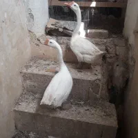 قو غاز
