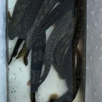 ماهی پلی پولی