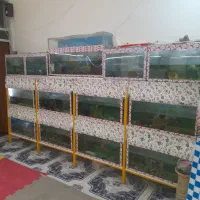 فروش ۱۳ عدد اکواریوم دست دوم با پایه وتعدادی ماهی|ماهی|میبد, |دیوار