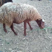 میش به همراه بره
