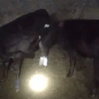 دو عدد گوساله نروماده