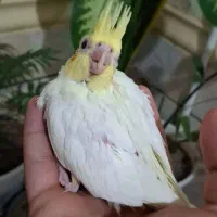 جوجه عروس هلندی|پرنده|اهواز, کیانشهر|دیوار