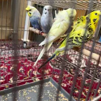 مرغ عشق پروانه ای ماده