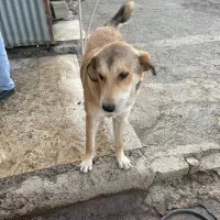 واگذاری توله پژدر رایگان|سگ|نسیمشهر, |دیوار