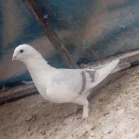 کفتر مشهدی