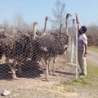 جوجه شتر مرغ یک ماهه