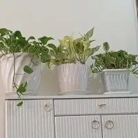 گل پتوس سه مدل مرمری ارتشی سبز