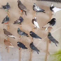 پلاکی و شهرس|پرنده|شیراز, پودنک|دیوار