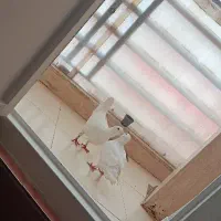 کبوتر هومر 4عدد همه 2میلیون و پنصد تومان