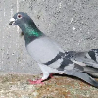 ده تا سبز مسافتی آخر کبوتر|پرنده|کرج, باغ سیب|دیوار