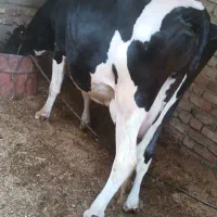 گاوشیری باگوساله نر خارجی|حیوانات مزرعه|زابل, |دیوار