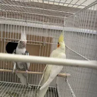 دو جفت عروس مولد معاوضه با قناری مولد