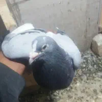 کفتر مسافتی