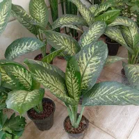 گل های آپارتمانی زیبا قیمت مناسب|گل و گیاه طبیعی|سبزوار, رضوی|دیوار