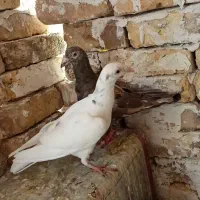 کفتر|پرنده|شیراز, قلعه نو|دیوار