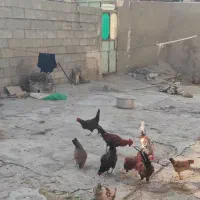 مرغ و خروش محلی