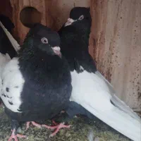 نروماده سینه سیاه ذات دار