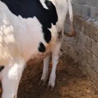 دو عدد گوساله خالص یکیش