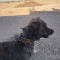 سگ پاکوتاه خیلی خوش گل