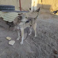 سگ روستا|سگ|ورزقان, |دیوار