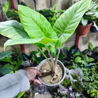 گیاهان باکیفیت ارزان