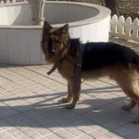 سگ ژرمن شپرد