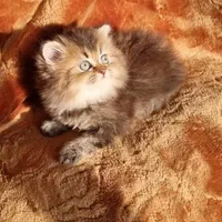 بچه گربه های کیوت میوت شیراز|گربه|شیراز, طلاب|دیوار