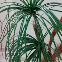 نخل مصنوعی|گل مصنوعی|شیراز, غدیر جنوبی|دیوار