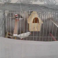 فنچ فنج