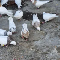 کبوتر طوقی مناسب جوجه کشی|پرنده|ملارد, |دیوار