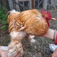 مرغ و خروس کوشین