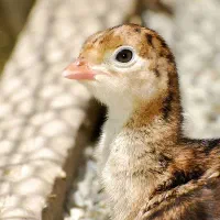 فروش جوجه یکروزه بوقلمون برنز سینه پهن سنگین وزن|حیوانات مزرعه|بابل, |دیوار