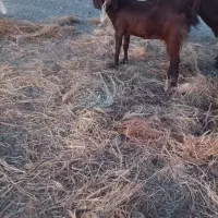 گوسفند و بز|حیوانات مزرعه|ایرانشهر, |دیوار