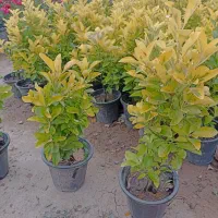 شمشاد طلایی وسبز