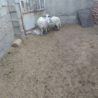 گوسفند