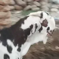 نر بز پنجاب گلگلی اصل زیر گلودار تازه دندان کرده