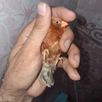 فنچ فول اورنج هاف اورنج پرنده خانگی