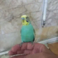پرنده