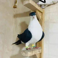 کفتر یا کبوتر پرشی بوم نر