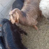 بز ابست در نهبندان