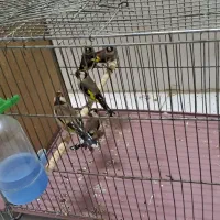 سهره نر5عدد