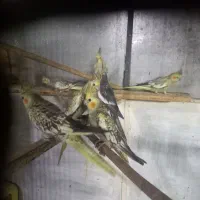 عروس هلندی مولد