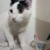 گربه واگذاری