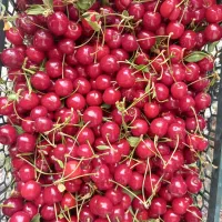 گیلاس پیوندی