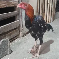 خروس لاری خارجی