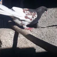 فروشیدوستان