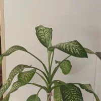 دیفن باخلیای نژاد پهن برگ|گل و گیاه طبیعی|قروه, |دیوار