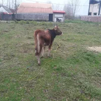 گاو‌لیشه‌چالوسی