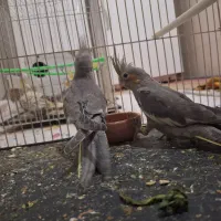 عروس هلندی|پرنده|خواف, |دیوار