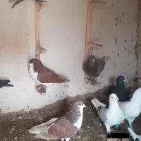 کفتر|پرنده|شیروان (خراسان), |دیوار